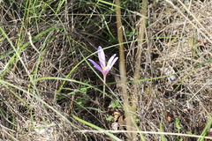 Colchicum autumnale