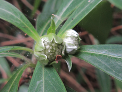 Edgeworthia chrysantha