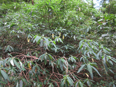 Edgeworthia chrysantha