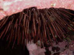 Heliocidaris erythrogramma