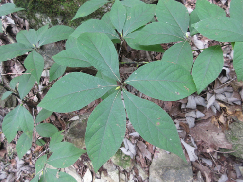 Lindera sericea iNat (1)