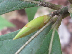 Lindera sericea