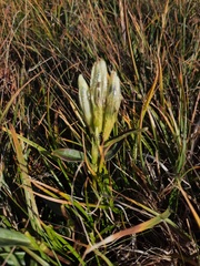Gentiana algida