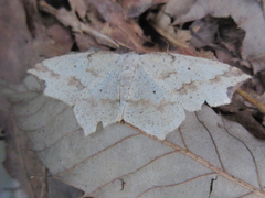 Pareclipsis gracilis