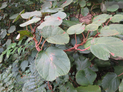 Actinidia