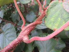 Actinidia
