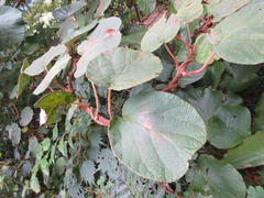 Actinidia