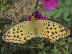 Argynnis