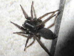 Coelotinae