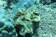 Tridacna squamosa