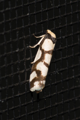 Scaptesyle dichotoma