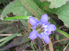 Gentiana scabra
