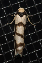 Scaptesyle dichotoma