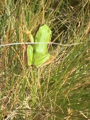 Hyla molleri
