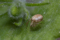 Zygiellinae
