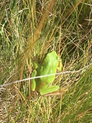 Hyla molleri