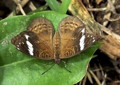 Euriphene amicia amicia