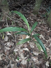 Phaius