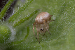 Zygiellinae