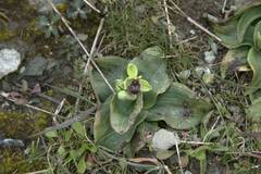 Ophrys bombyliflora
