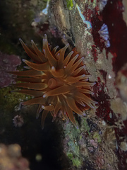 Anemonia mutabilis