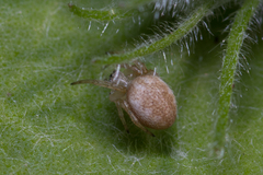 Zygiellinae