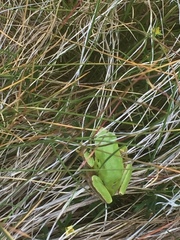 Hyla molleri