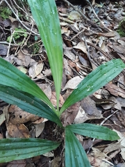 Phaius