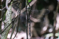 Gynacantha subinterrupta
