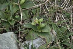 Ophrys bombyliflora