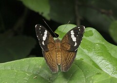 Euriphene amicia amicia