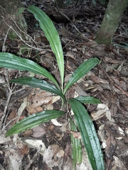 Phaius
