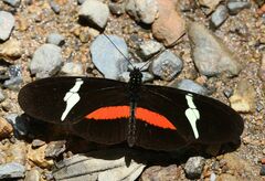 Heliconius clysonymus clysonymus
