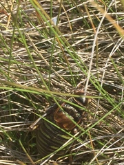 Pycnogaster jugicola