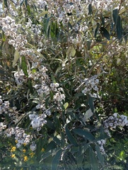 Tarchonanthus littoralis