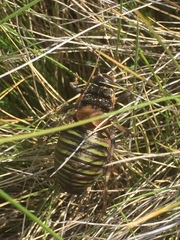 Pycnogaster jugicola