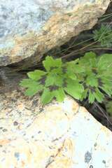 Pelargonium alchemilloides