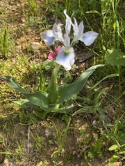 Moraea ciliata