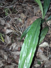 Phaius