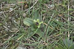 Ophrys bombyliflora