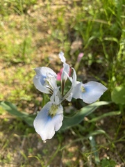 Moraea ciliata