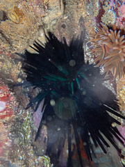 Centrostephanus rodgersii