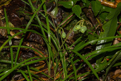 Ophiopogon