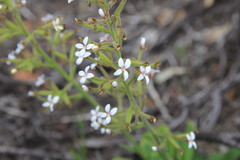 Stylidium pycnostachyum