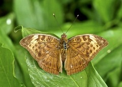 Bebearia sophus