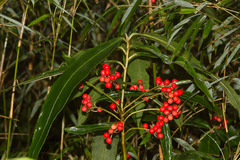 Ardisia crispa