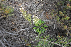 Stylidium pycnostachyum