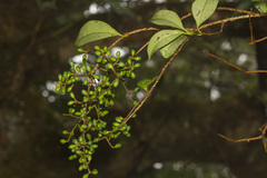 Ligustrum liukiuense