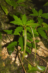 Lysionotus pauciflorus