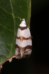 Chezala brachypepla
